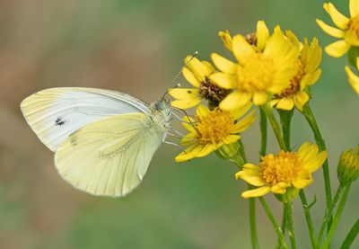 Greene-veined white / Klein geaderd witje