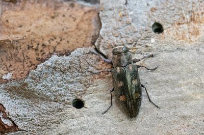 Chrysobothris solieri / Goudgepuncteerde dennenprachtkever