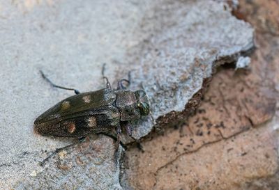 Chrysobothris solieri / Goudgepuncteerde dennenprachtkever