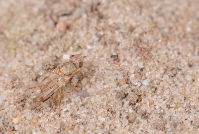 Tetanops myopina 