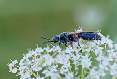 Tiphia femorata / Gewone keverdoder