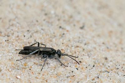 Pompilus cinereus / Grijze spinnendoder