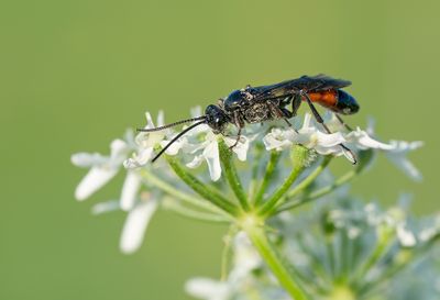 Ctenichneumon panzeri 