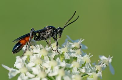 Ctenichneumon panzeri 
