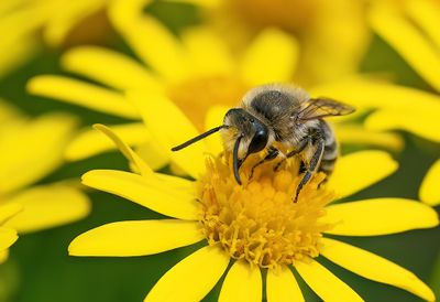 Davies' Colletes / Wormkruidbij
