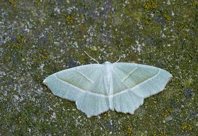 Campaea margaritata / Appeltak