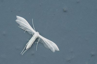 Pterophorus pentadactyla / Sneeuwwitte vedermot
