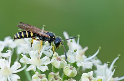 Cerceris arenaria / Grote Snuittordoder