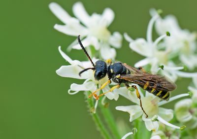 Cerceris arenaria / Grote Snuittordoder