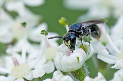 Hylaeus communis / Gewone maskerbij