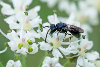 Hylaeus communis / Gewone maskerbij