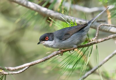Sardinian warbler / Kleine zwartkop