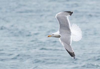 Yellow -legged gull / Geelpootmeeuw