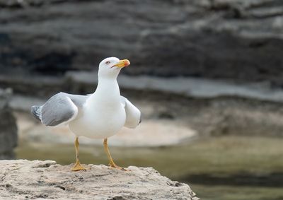Yellow -legged gull / Geelpootmeeuw
