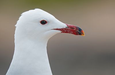 Audouin's gull / Audouins meeuw