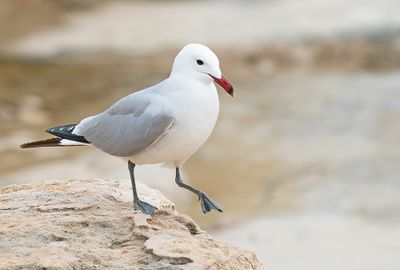 Audouin's gull / Audouins meeuw