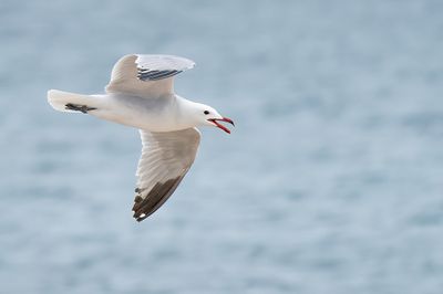 Audouin's gull / Audouins meeuw
