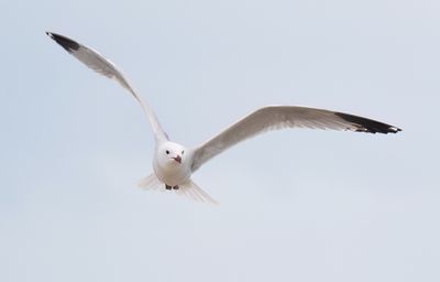 Audouin's gull / Audouins meeuw