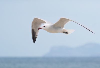Audouin's gull / Audouins meeuw