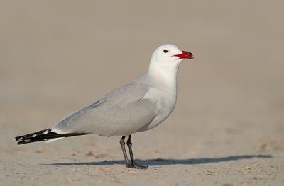 Audouin's gull / Audouins meeuw