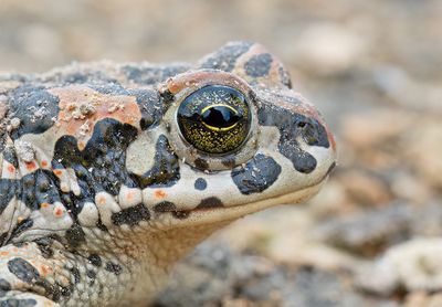 Balearic green toad / Balearen groene pad