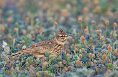 Thekla's lark / Theklas leeuwerik