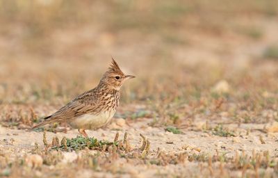 Thekla's lark / Theklas leeuwerik