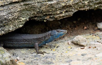 Lilford's wall lizard subsp: Jordansii / Balearenhagedis subsp: Jordansi