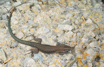 Lilford's wall lizard subsp: Jordansii / Balearenhagedis subsp: Jordansi