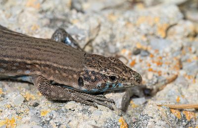 Lilford's wall lizard subsp: Jordansii / Balearenhagedis subsp: Jordansi
