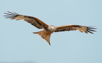Red Kite / Rode wouw