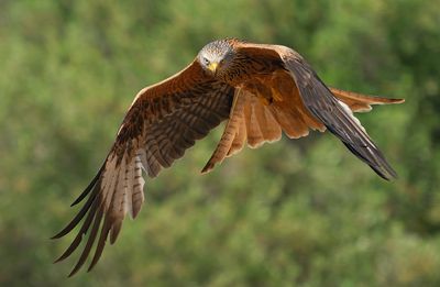 Red Kite / Rode wouw