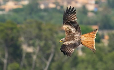 Red Kite / Rode wouw