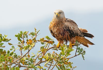 Red Kite / Rode wouw
