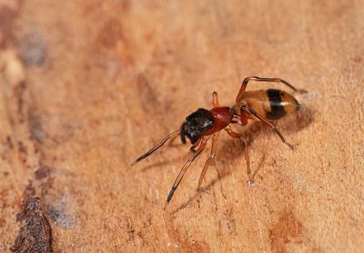 Myrmarachne formicaria / Bosmierspringspin