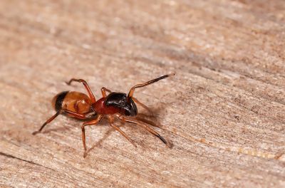 Myrmarachne formicaria / Bosmierspringspin