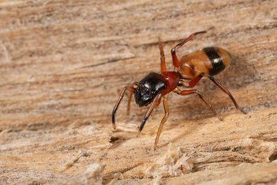 Myrmarachne formicaria / Bosmierspringspin