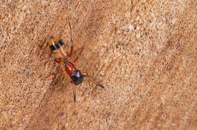 Myrmarachne formicaria / Bosmierspringspin