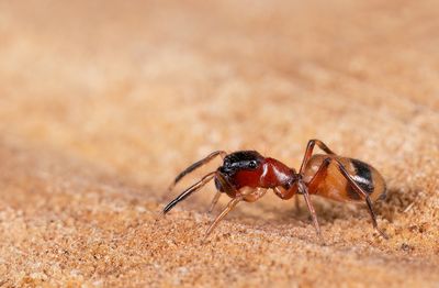 Myrmarachne formicaria / Bosmierspringspin