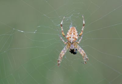 Garden Cross Spider / Kruisspin