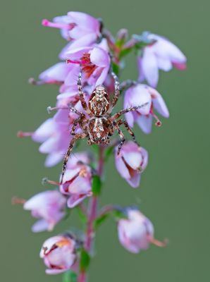 Oxyopes ramosus / Prachtlynxspin