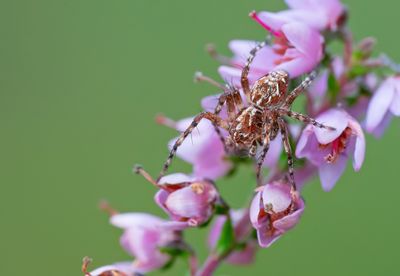 Oxyopes ramosus / Prachtlynxspin