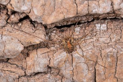 Paroligolophus agrestis / Bonte hooiwagen