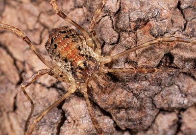 Paroligolophus agrestis / Bonte hooiwagen