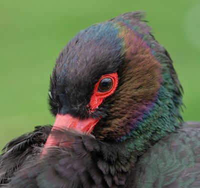 Black Stork / Zwarte ooievaar