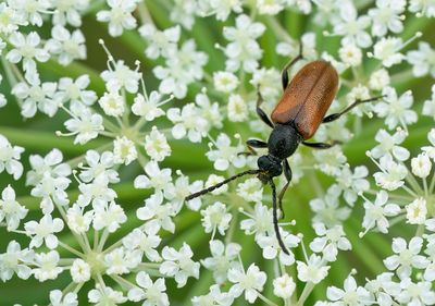 Pseudovadonia livida / Ingekeepte smalboktor