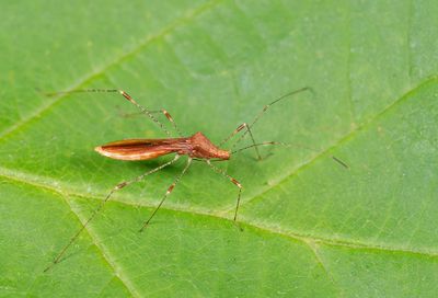 Metatropis rufescens / Heksenkruidsteltwants