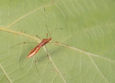 Metatropis rufescens / Heksenkruidsteltwants