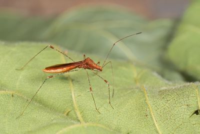 Metatropis rufescens / Heksenkruidsteltwants