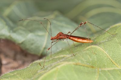 Metatropis rufescens / Heksenkruidsteltwants